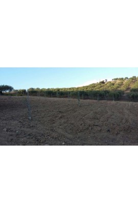 TERRENO PANORAMICO CON VISTA MARE FERRARO - BOVO MARINA (AG)