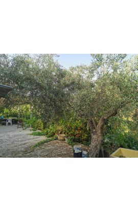 CASA E TERRENO GUIDA  - CDA QUARTO ROCCHI