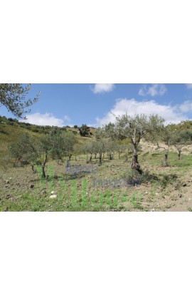 HOUSE AND LAND GIUSEPPE CONTRADA QUARTO DI ROCCHI - PROPERTY IN SICILY