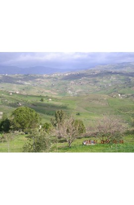 TERRENO PACE CONTRADA PETRARO - PROPERTY IN SICILY