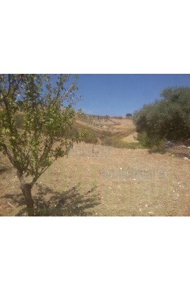 LAND VACCARO – CONTRADA QUARTO ROCCHI - PROPERTY IN SICILY