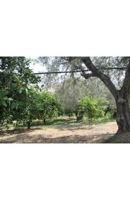 VILLA COCCHIARA - CALAMONACI - PROPERTY IN SICILY