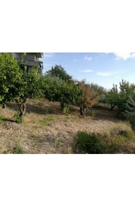 LAND COSTA - Contrada Catrini, Alessandria della Rocca- Property in Sicily