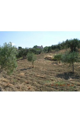 LAND GUSCIGLIO - CDA MARULLO- PROPERTY IN SICILY