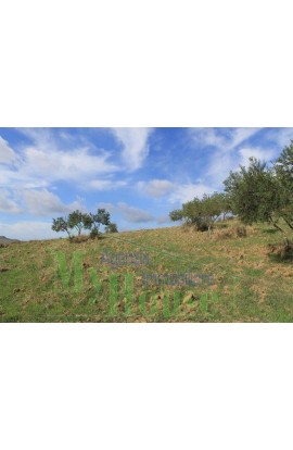 LAND PULIZZI CONTRADA NANNU - PROPERTY IN SICILY