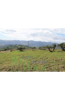 LAND PULIZZI CONTRADA NANNU - PROPERTY IN SICILY