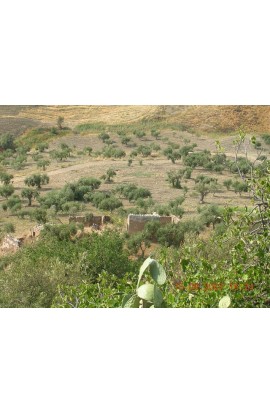 TERRENO TAMBURELLO - PROPERTY IN SICILY