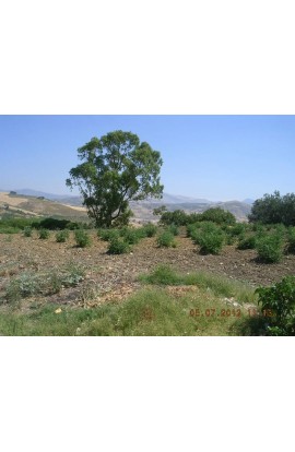 LAND PLOT CONTRADA SERRA - PROPERTY IN SICILY